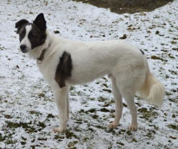 Bobo sucht liebe Menschen