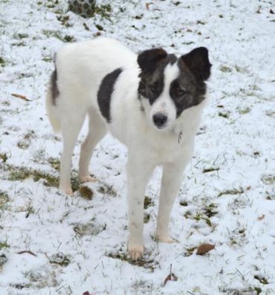 Bobo sucht liebe Menschen