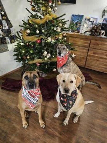 Nacho sucht seine Menschen