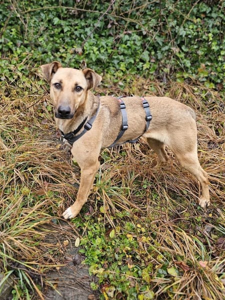 Brad sucht seine Menschen