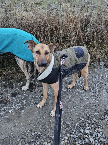 Brad sucht seine Menschen