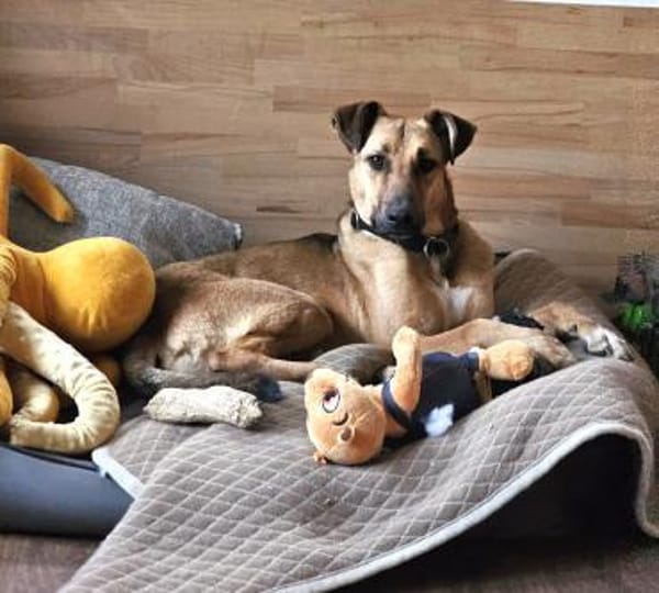 Brad sucht seine Menschen