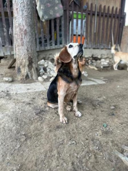 Rudi, freundlicher Senior, ca. 9 Jahre,