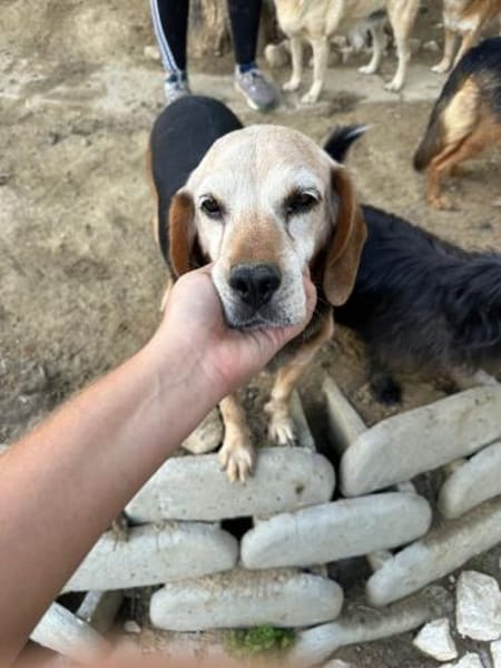 Rudi, freundlicher Senior, ca. 9 Jahre,