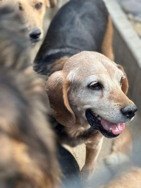 Rudi, freundlicher Senior, ca. 9 Jahre,