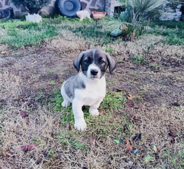 Adem sucht ein Zuhause