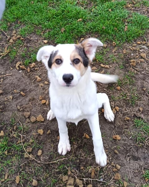 Die junge Lala wünscht sich ein Zuhause