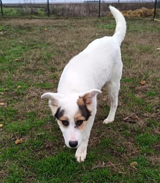 Die junge Lala wünscht sich ein Zuhause