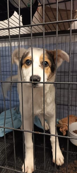 Die junge Lala wünscht sich ein Zuhause