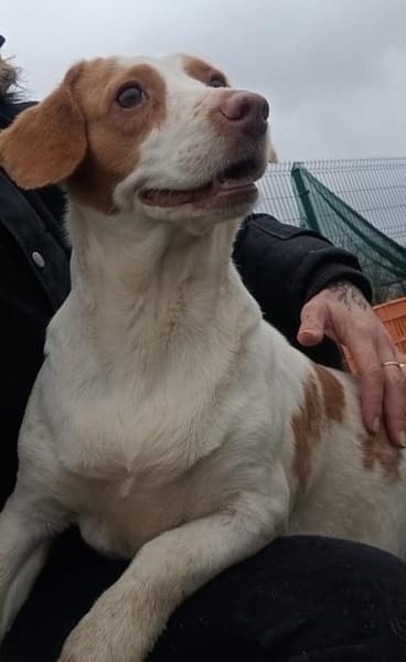 Lebensfrohe Fanny sucht Zuhause