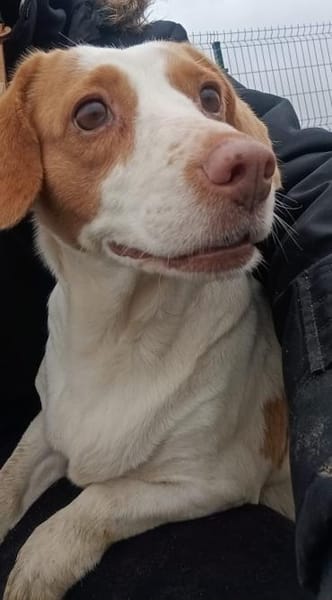 Lebensfrohe Fanny sucht Zuhause