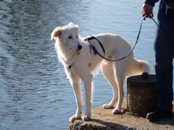 Faustro wünscht sich ein Zuhause