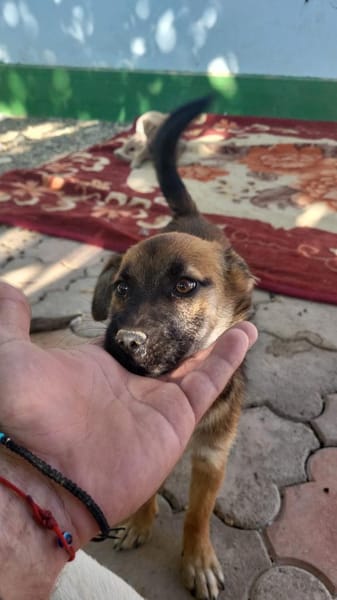 Ginger, ein junges Hundemädchen