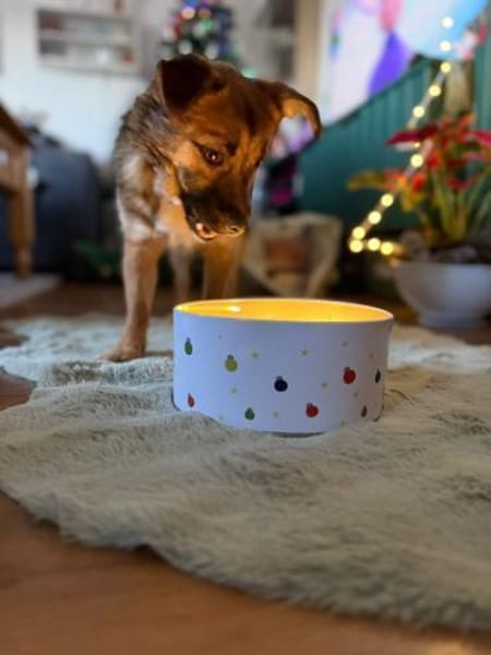 Ginger, ein junges Hundemädchen