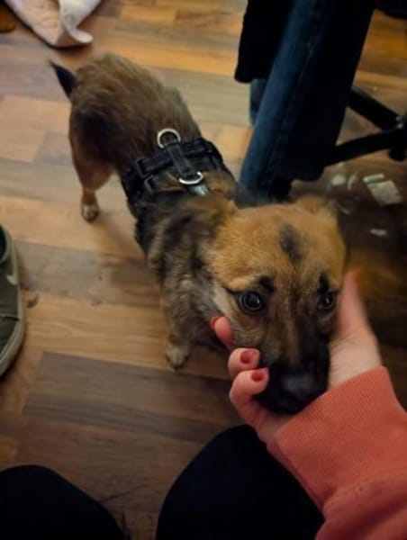 Ginger, ein junges Hundemädchen