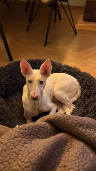 Susona - liebevoll und gemütlich