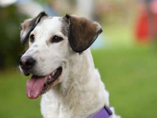 Felicia wünscht sich endgültiges Zuhause