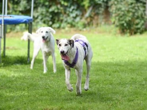 Felicia wünscht sich endgültiges Zuhause