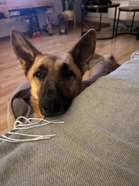 Weihnachtswunder für Tommy?