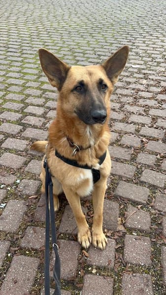 Weihnachtswunder für Tommy?