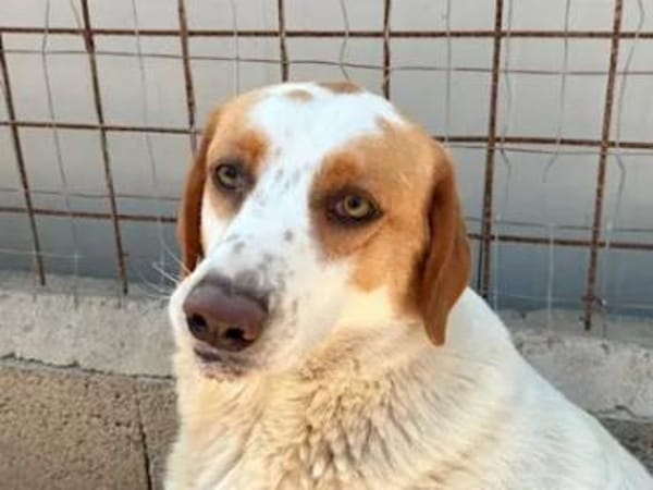 ADUA - eine tolle Hündin