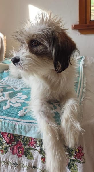 Fips sucht liebevolles Zuhause