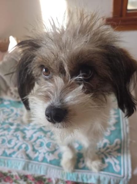 Fips sucht liebevolles Zuhause