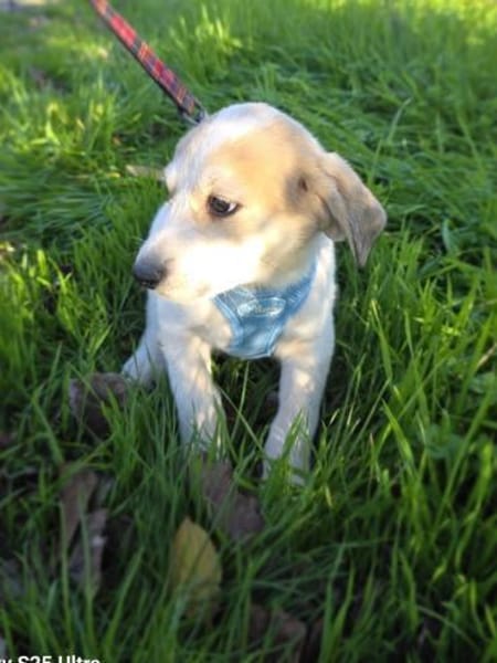 Barsi sucht ein Körbchen