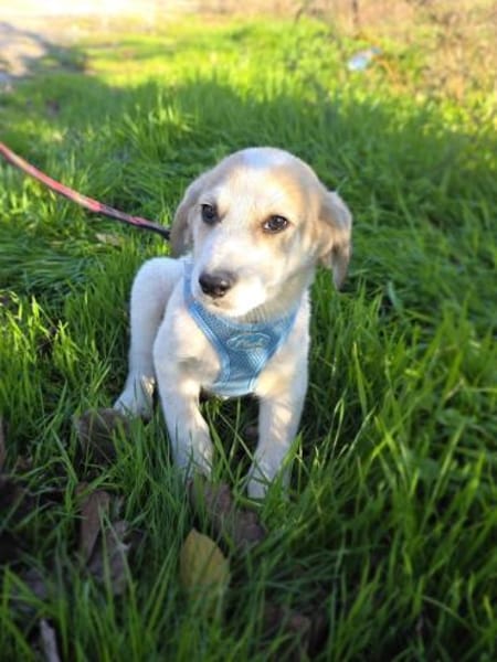 Barsi sucht ein Körbchen