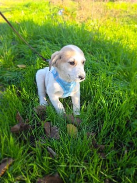 Barsi sucht ein Körbchen