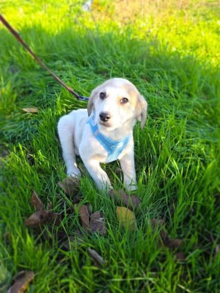 Barsi sucht ein Körbchen