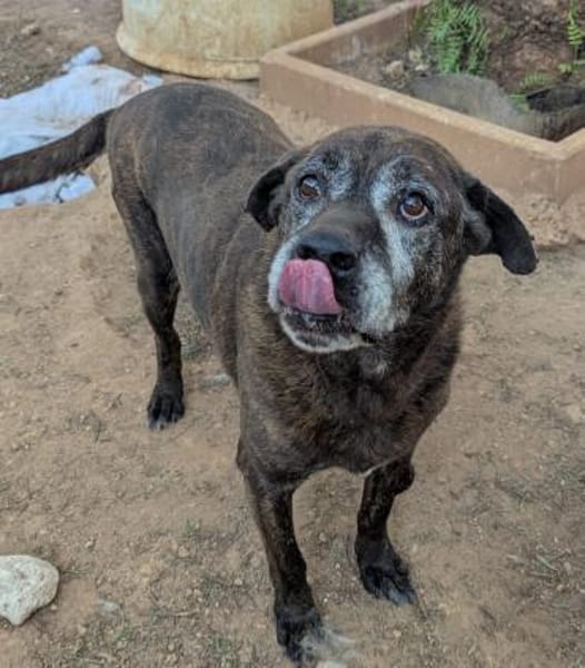 Papy sucht sine Menschen