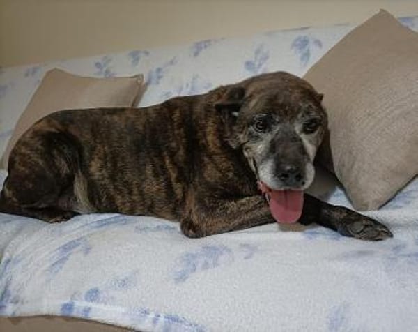 Papy sucht sine Menschen