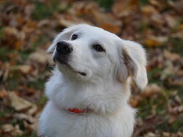 Zuckerschnute Baba sucht ihr Zuhause