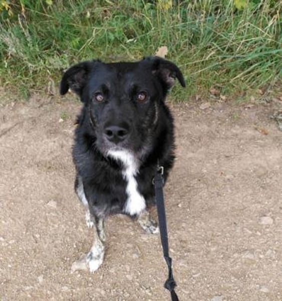 MIRÒ - er sucht Paten