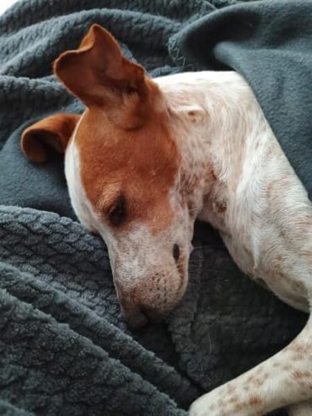 Tutú - souverän und lernwillig