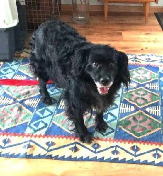 RONNA - hat ihr Zuhause verloren......