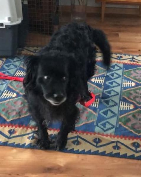 RONNA - hat ihr Zuhause verloren......