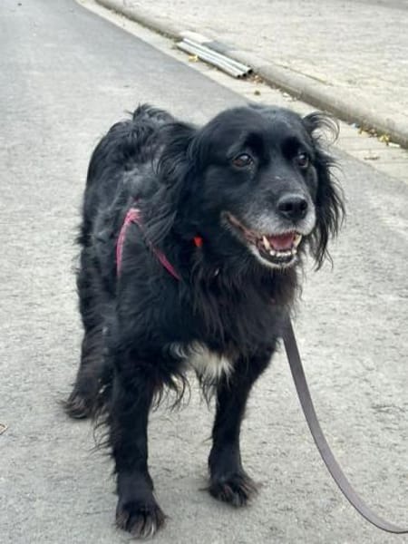 RONNA - hat ihr Zuhause verloren......