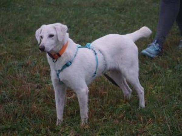 Gesuino sucht liebevolles Zuhause