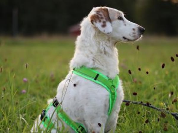 Frisko freut sich auf Sie!