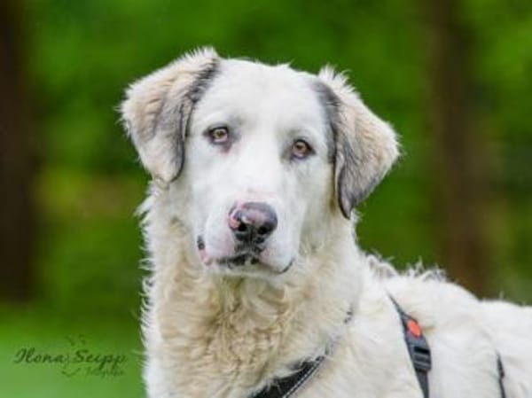 Möchten Sie Fiorenzo bei sich aufnehmen?