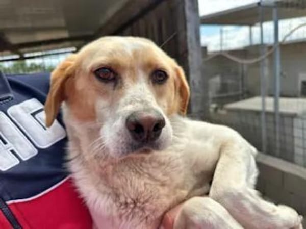 SOLE - wann scheint endlich ihre Sonne?