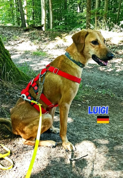 Luigi - aufgeweckt und freundlich