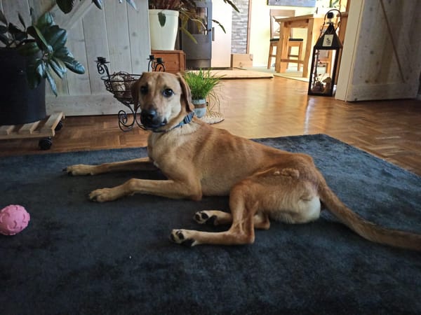 Luigi - aufgeweckt und freundlich