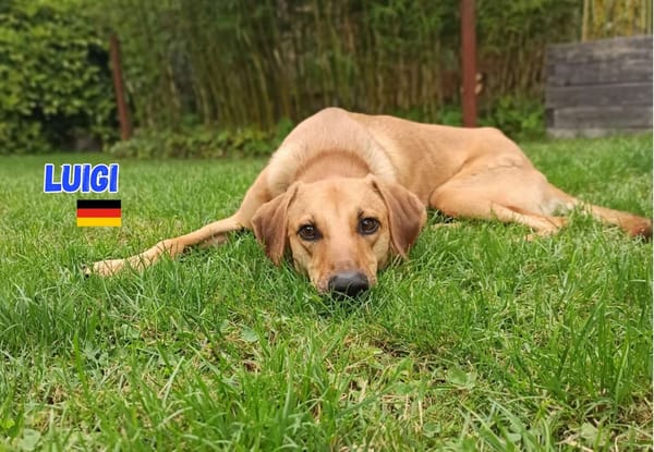 Luigi - aufgeweckt und freundlich