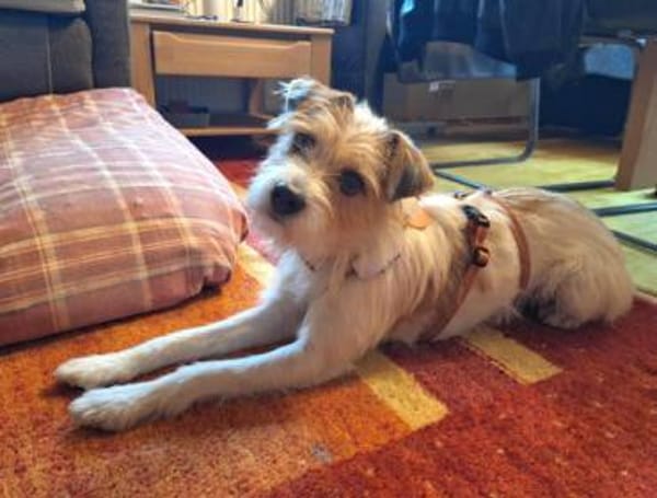 Aramis1 sucht ein Zuhause