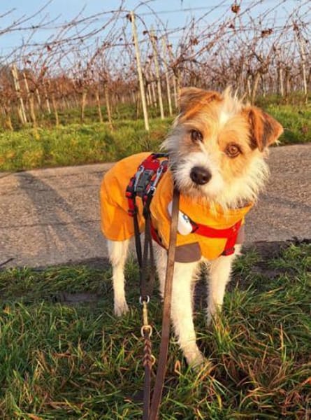 Aramis1 sucht ein Zuhause