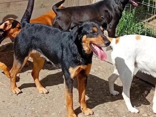 Roki möchte seine Koffer packen