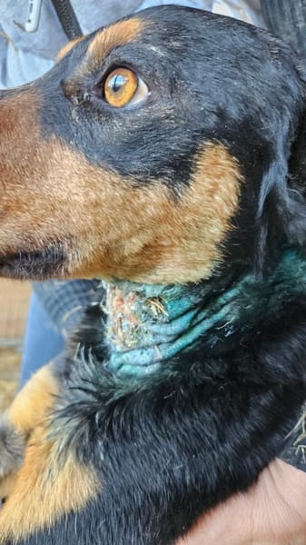 Roki möchte seine Koffer packen